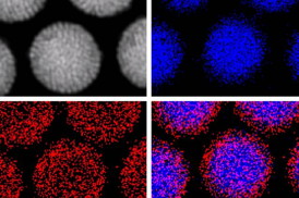 Elemental mapping of the location of iron atoms (blue) in the magnetic nanoparticles and cadmium (red) in the fluorescent quantum dots provide a clear visualization of the way the two kinds of particles naturally separate themselves into a core-and-shell structure.

Image courtesy of the researchers