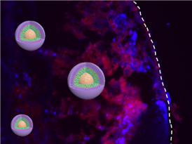 The nanomedicine (red) with the optimal size shows the highest tumor tissue (blue) retention integrated over time, which is the collective outcome of deep tumor tissue penetration, efficient cancer cell internalization as well as slow tumor clearance.