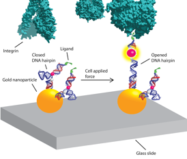 "Our premise is that mechanics play a role in almost all biological processes, and with these DNA-based tension probes were going to uncover, measure and map those forces, says biomolecular chemist Khalid Salaita. Graphic by Victor Ma.