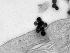 Iron oxide nanoparticles on the surface of a cellsource: Empa