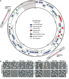 A scientific schematic of the telomerator in action. Courtesy of PNAS 