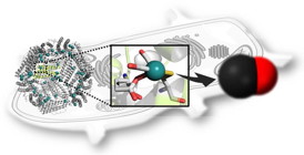 Protein engineered ferritin cages provide capsules for carbon monoxide releasing molecules that allow slow release for enhanced activation of nuclear factors inside the cells, according to research at Tokyo Institute of Technology and Nagoya University.