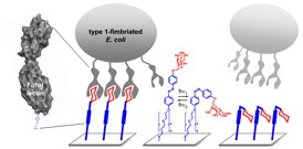 Left: E. coli bacteria can dock onto the saccharide molecules of the synthetic glcocalyx using the FimH protein. Right: When irradiated with light at a wavelength of 365 nanometres, the saccharide molecules on the surface bend away and cannot be recognised by the proteins. The bacteria can then no longer dock onto the host cell.
Figure/Copyright: Wiley-VCH Verlag GmbH & Co. KGaA. Reproduced with permission.