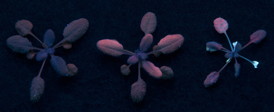 The buildup of fluorescent quantum dots in the leaves of Arabidopsis plants is apparent in this photograph of the plants under ultraviolet light.
CREDIT: Y. Koo/Rice University
