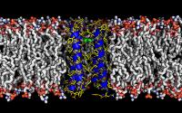 Rocker (blue ribbons and yellow sticks) is an artificially designed protein that transports zinc ions (green) across biological membranes (gray sticks) by binding zinc ions it at one end of the molecule and rearranging ('rocking') to pass them onto the other end. The protein was built by researchers from Dartmouth College and other institutions.

Credit: Dartmouth College