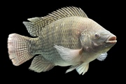 A protein found in fish skin could promote wound healing. 
Credit: Ammit/iStock/Thinkstock 