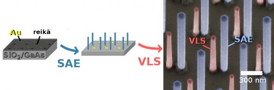 Initially the substrate is prepared by depositing Au nanoparticles on it and covering it with a hole-patterned oxide. The first nanowires grow from these holes and after the oxide is removed, the other type of nanowires are grown via the deposited nanoparticles. The resulting dual-type array is presented on the electron micrograph on the right.
CREDIT: Aalto University