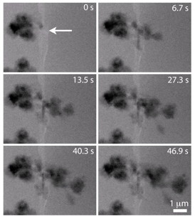 ORNL electron microscopy captured the first real-time nanoscale images of the nucleation and growth of lithium dendrite structures known to degrade lithium-ion batteries.
CREDIT: ORNL