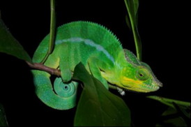 These are male panther chameleons (Furcifer pardalis) photographed in Madagascar.
CREDIT: Michel Milinkovitch