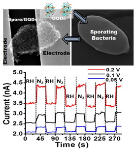 Graphene quantum dots deposited on a sporating bacteria produces a graphene coated spore. Upon attachment of electrodes across the cell, a bio-electronic device is produced that is highly sensitive to humidity. Here, the spore reacts actively to humidity; and the reaction is translated to an electronic response from the interfaced graphene quantum dots.
Credit: Berry Research Laboratory at UIC