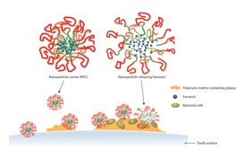 Farnesol is released from the nanoparticle carriers into the cavity-causing dental plaque.
CREDIT: Garphic by Michael Osadciw/University of Rochester