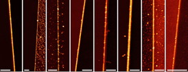 These nanowires were created at Rice University through a process called meniscus-mask lithography. From left, they're made of silicon, silicon dioxide, gold, chromium, tungsten, titanium, titanium dioxide and aluminum. The scale bar is 1 micron for all images.Credit: Tour Group/Rice University