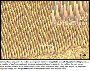 Image by: Kyle Nowlin
Advisor: Dr. Dennis LaJeunesse
School: University of North Carolina Greensboro, Joint School of Nanoscience and Nanoengineering, Department of Nanoscience
Kyle's description of his research: "Many insects display nanostructured surfaces (NSS) on their cuticles and many of these native NSS are inherently antimicrobial and kill microbes by mechanical/structure means. Our research explores the mechanisms that underlie the rupture of microbes on NSS. The native insect cuticles are complex materials that are difficult to replicate and to control specific surface properties. We have applied a colloidal lithographic process to generate novel synthetic NSS materials that resemble their biological insect cuticle counterparts in scale and shape but by using different polymeric materials to make these NSS can control surface properties of our biomimetic NSS. In this manner we will systematically identify the mechanical and physiochemical properties of rupturing NSS that lead to microbial demise. The goal of this research is to develop novel means of controlling the spread of pathogenic bacteria and fungi through nanostructured materials."
This work was supported by the North Carolina Biotechnology Center (NCBC) Biotechnology Research Grant and through the generous support of Dr. James Ryan, the Joint School of Nanoscience and Nanoengineering, and the State of North Carolina.