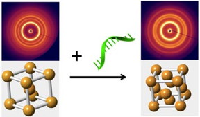 Introducing "reprogramming" DNA strands into an already assembled nanoparticle array triggers a transition from a "mother phase," where particles occupy the corners and center of a cube (left), to a more compact "daughter phase" (right). The change represented in the schematic diagrams is revealed by the associated small-angle x-ray scattering patterns. Such phase-changes could potentially be used to switch a material's properties on demand.