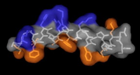 Peptoids are chainlike structure of non-natural amino acids that can be assembled to carry out very specific functions, such as fighting harmful microbes. Credit: Annelise Barron