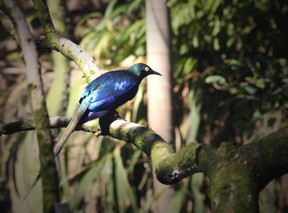 This African Starling displays its vibrant, iridescent structural colors produced by ordered melanosomes.
CREDIT: Courtesy of Liliana D'Alba