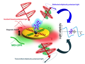 Light polarization manipulation enabled by phase compensation in the electric response of a magneto-plasmonic nanoantenna controlled through precise design of the LPRS resonance induced by the magneto-optical activity (MO-LSPR) of the ferromagnetic constituent material (Ni) and exploitation of the effect for ultrasensitive molecular sensing.