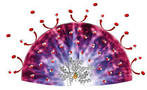 With a novel hydrogel, sensitive catalysts can be protected from oxygen molecules (red) which could irreversibly damage the catalysts. The hydrogel converts oxygen into water (red-white).

 Felipe Conzuelo