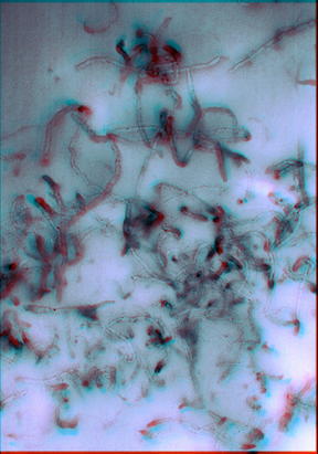 Rigorous measurement protocols are key to unraveling the complex physical structure of carbon nanotubes [CNTs] embedded in a polymer composite, shown here in a three-dimensional scanning electron microscope image. The sizes, shapes and distribution of CNTs in the polymer can be measured from this image. (Click image to see a larger anaglyph 3D version that can be viewed with the usual red-cyan 3-D glasses.)
Credit: Vladar/NIST