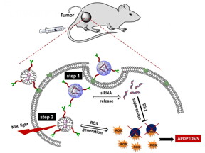 A new approach to cancer therapy using improved photodynamic technology has been developed at Oregon State University.
CREDIT: Graphic courtesy of Oregon State University