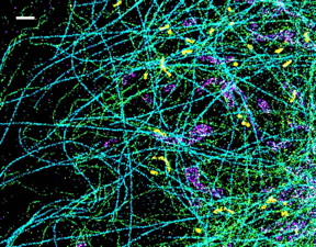 This is a spectrally resolved super-resolution microscopy image of four subcellular targets that were labeled by four far-red dyes at 10 nm spectral separation. Color is used to indicate the measured fluorescence emission position of each single molecule. (Scale bar: 1 m)
CREDIT: Ke Xu/Berkeley Lab