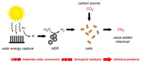 Yangs second natural/synthetic photosynthesis system (1) generates electricity from semiconductor nanowires, and (2) uses the current to split water into oxygen and hydrogen in a hydrogen evolution reaction. (3) A bacterium, Methanosarcina barkeri, uses the hydrogen to turn CO2 into methane (CH4). Credit: University of California, Berkeley