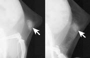 A new mammography technique detects microcalcifications in both normal mice (left) and those with dense mammary tissue (right). 
Credit: American Chemical Society 