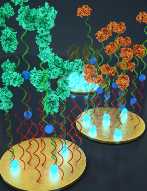 Professor Alexis Valle-Blisle of the University of Montreal and his colleagues have built an inexpensive, portable sensor that enables fast and easy detection of multiple diagnostically relevant proteins (in fewer than 10 minutes.) The sensing principle is straightforward: the diagnostically relevant protein (green or red), if present, binds to an electro-active DNA strand and limits the ability of this DNA to hybridize to its complementary strand located on the surface of a gold electrode. This causes a reduction of electrochemical signal, which can be easily measured using inexpensive devices similar to those used in the home glucose self-test meter. Using this sensor, the researchers were able to detect several proteins directly in whole blood in less than 10 minutes.
CREDIT: Ryan & Peter Allen