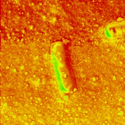 AFM phase image recorded simultaneously with the AFM topography. The fine, filamentous structures protruding from the cell bodies are flagella.