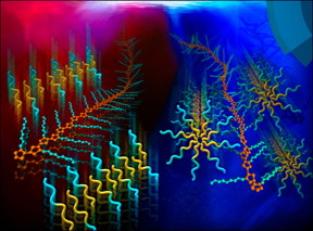 A surfactant template guides the self-assembly of functional polymer structures in an aqueous solution.

Image credit: Oak Ridge National Laboratory, U.S. Dept. of Energy; image by Youngkyu Han and Renee Manning.