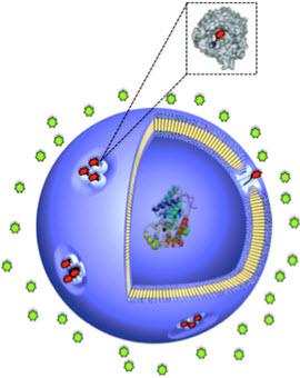 This is a nanoversicle with closed protein gates (red).
CREDIT: University of Basel