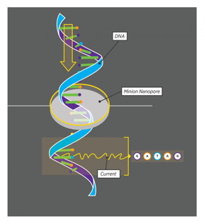 As a strand of DNA moves through the MinION nanopore, the MinION 'sees' five nucleotides at a time. Every set of five nucleotides produces a characteristic current, allowing the MinION to read out the DNA code in a single, continuous stream.
CREDIT: Yesenia Carrero/UConn