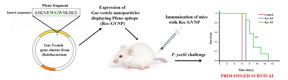 Pentapeptide insert from Plasmodium spp. enolase is diplayed on Archaeal gas vesicle nanoparticles. Recombinant particles were used to immunize mice. After two boosters, immunized mice were challenged with a lethal mouse malarial parasite and compared with other mice that were immunized with native gas vesicles. Comparison shows prolonged survival for pentapeptide immunized mice.
CREDIT: Sneha Dutta