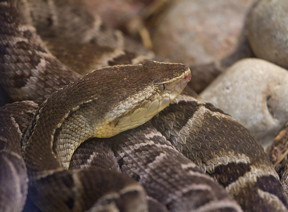 The Brazilian lancehead is one of several South American pit vipers that produce venom that has proven to be a powerful blood coagulant. Scientists at Rice University have combined a derivative of the venom with their injectable hydrogels to create a material that can quickly stop bleeding and protect wounds, even in patients who take anti-coagulant medications. Credit: Photo by Greg Hume via Wikipedia