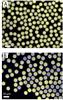 Figure 1. In A, the droplets are situated in a non-viscous environement and in B they have a higher viscosity. Slow by viscosity