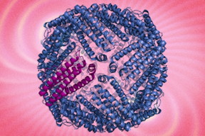 hown here is a ferritin protein complex. MIT researchers are using protein engineering the boost the magnetic characteristics of the protein to track cells.

Illustration: Jose-Luis Olivares/MIT (ferritin illustrations courtesy of Wikimedia)