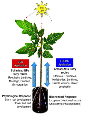 This illustration shows the different effects of the application of nano nutrients on a tomato plant.
CREDIT: Ramesh Raliya, Pratim Biswas