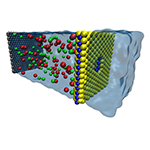 A computer model of a nanopore in a single-layer sheet of MoS2 shows that high volumes of water can pass through the pore using less pressure than standard plastic membranes. Salt water is shown on the left, fresh water on the right.

Graphic courtesy of Mohammad Heiranian