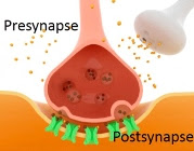 Connections, or synapses, between neurons are inspiring scientists to create artificial versions that could lead to smarter electronics. 
Credit: American Chemical Society