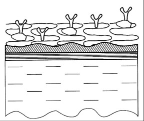 This is a schematic cross-sectional view of the graphene biosensor chip from US Patent Application No. 2015/0301039 (Oct 2015).
CREDIT: MIPT