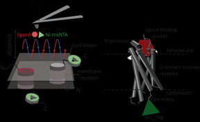 A new high resolution method developed by an international team of scientists including Robert Tamp and Ralph Wieneke from Goethe University Frankfurt now allows for the first time precise identification and quantification of interactions of a receptor with two ligands simultaneously.
CREDIT: GU