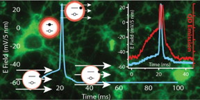 Recruiting luminescent nanoparticles to image brain function, scientists at the US Naval Research Laboratory (NRL) are on pace to develop the next generation of functional materials that could enable the mapping of the complex neural connections in the brain. The intrinsic properties of quantum dots (QDs) and the growing ability to interface them controllably with living cells has far-reaching potential applications in probing cellular processes such as membrane action potential. The ultimate goal is to better understand how the billions of neurons in the brain communicate with one another during normal brain function or dysfunction as result of injury or disease.
CREDIT: Reprinted Courtesy the American Chemical Society - 2015