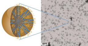 At only 20 nanometers in size and featuring a unique hierarchical structure, 3HM nanocarriers meet all the size and stability requirements for effectively delivering therapeutic drugs to brain cancer tumors.
CREDIT: Ting Xu, Berkeley Lab