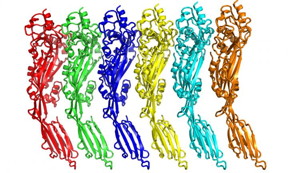 Figure shows the way that copies of the toxin pack together to form pores in cells.
CREDIT: University of Leicester