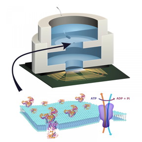 Illustration depicting biocell attached to CMOS integrated circuit with membrane containing sodium-potassium pumps in pore.
CREDIT: Trevor Finney and Jared Roseman/Columbia Engineering