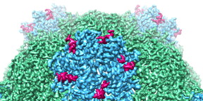 The structure of an empty Cowpea Mosaic Virus (CPMV) produced using cryo electron microscopy.  University of Leeds