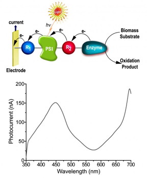 Novel photo-bioelectrochemical cells point to a new method to photonically drive biocatalytic fuel cells while generating electrical power from solar energy.

Image courtesy Prof. Itamar Willner