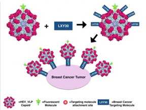 Hepatitis E virus capsids can resist passing through the digestive system. These virus-like particles could be used to carry vaccines or drugs into the body through the oral route. By modifying the capsid proteins, UC Davis researchers show that they can attach molecules to the particle surface that target breast cancer cells.
CREDIT: Marie Stark/UC Davis