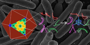 This image shows a natural atomic-scale protein structure (middle) in a polyhedral bacterial microcompartment (left), and an engineered structure (right) that binds an iron-sulfur cluster (in blue), giving it a new function. The engineered protein was produced in E. coli bacteria--the background image shows a scanning electron micrograph image of E. coli.
CREDIT: Berkeley Lab, National Institutes of Health