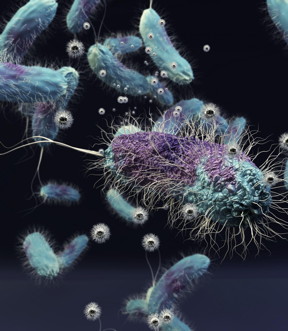 Shewanella oneidensis is a ubiquitous, globally distributed soil bacterium. In nature, the microbe thrives on metal ions, converting them to metals like iron that serve as nutrients for other microbes. The bacterium was shown to be harmed by the compound nickel manganese cobalt oxide, which is produced in nanoparticle form and is the material poised to become the dominant material in the lithium ion batteries that will power portable electronics and electric vehicles.

Illustration: Ella Marushchenko/University of Minnesota